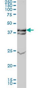 MAPK3 Antibody in Western Blot (WB)