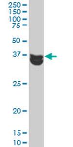 MAPK3 Antibody in Western Blot (WB)