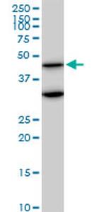 MAPK3 Antibody in Western Blot (WB)