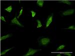 MAPK3 Antibody in Immunocytochemistry (ICC/IF)