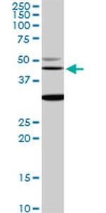 MAPK3 Antibody in Western Blot (WB)