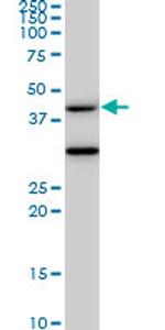 MAPK3 Antibody in Western Blot (WB)