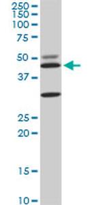 MAPK3 Antibody in Western Blot (WB)