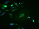 MAPK8 Antibody in Immunocytochemistry (ICC/IF)