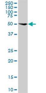 MAPK8 Antibody in Western Blot (WB)