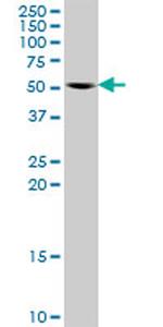 MAPK8 Antibody in Western Blot (WB)