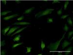 MAPK8 Antibody in Immunocytochemistry (ICC/IF)