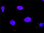 MAPK11 Antibody in Proximity Ligation Assay (PLA) (PLA)