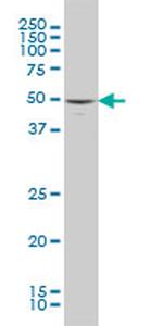 MAPK10 Antibody in Western Blot (WB)