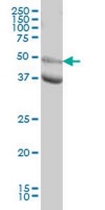 MAPK10 Antibody in Western Blot (WB)