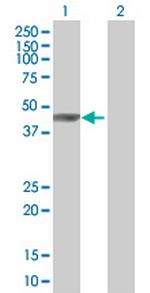 MAP2K7 Antibody in Western Blot (WB)