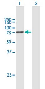 PROS1 Antibody in Western Blot (WB)