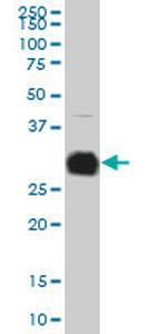 KLK10 Antibody in Western Blot (WB)