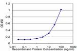 KLK10 Antibody in ELISA (ELISA)