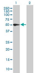 PSG3 Antibody in Western Blot (WB)