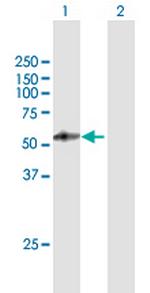 PSG4 Antibody in Western Blot (WB)