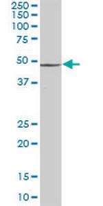 PSMD4 Antibody in Western Blot (WB)