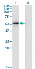 PSMD4 Antibody in Western Blot (WB)