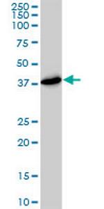 PSMD7 Antibody in Western Blot (WB)