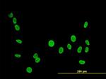 PTBP1 Antibody in Immunocytochemistry (ICC/IF)