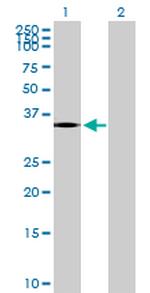 PTGDR Antibody in Western Blot (WB)