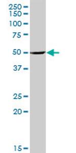 PTGS1 Antibody in Western Blot (WB)