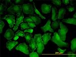 PTK7 Antibody in Immunocytochemistry (ICC/IF)