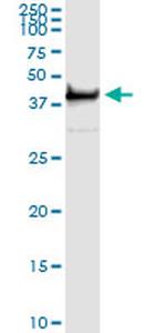 PTK9 Antibody in Immunoprecipitation (IP)