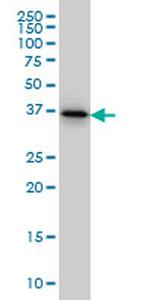 PTK9 Antibody in Western Blot (WB)