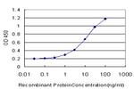 RAD1 Antibody in ELISA (ELISA)