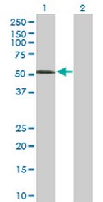 PVRL1 Antibody in Western Blot (WB)