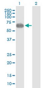 PVRL2 Antibody in Western Blot (WB)