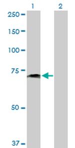 PVRL2 Antibody in Western Blot (WB)