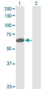 PVRL2 Antibody in Western Blot (WB)