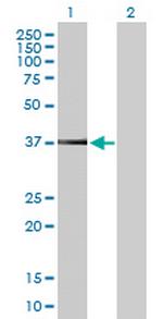 PEX19 Antibody in Western Blot (WB)