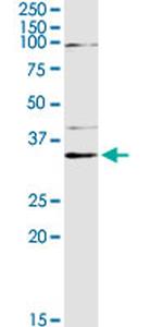 PEX19 Antibody in Western Blot (WB)