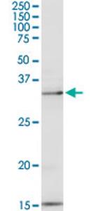 PEX19 Antibody in Western Blot (WB)