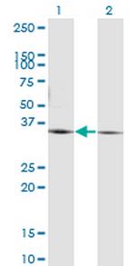 PEX19 Antibody in Western Blot (WB)