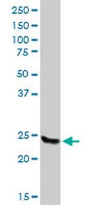 RALB Antibody in Western Blot (WB)