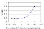 RAP1A Antibody in ELISA (ELISA)