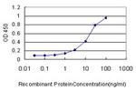 RAP1GA1 Antibody in ELISA (ELISA)