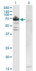 RARS Antibody in Western Blot (WB)