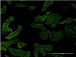 RASA1 Antibody in Immunocytochemistry (ICC/IF)