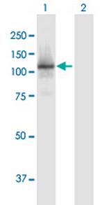 RBL1 Antibody in Western Blot (WB)