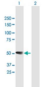 RBMS1 Antibody in Western Blot (WB)