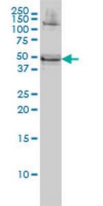 RBMS1 Antibody in Western Blot (WB)