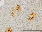 RBP4 Antibody in Immunohistochemistry (Paraffin) (IHC (P))