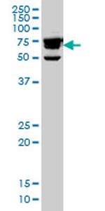 RDX Antibody in Western Blot (WB)