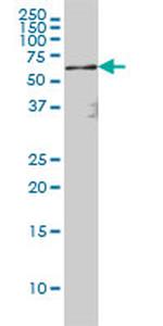 RELA Antibody in Western Blot (WB)