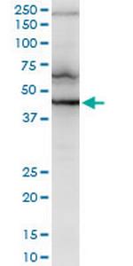 RNF2 Antibody in Western Blot (WB)